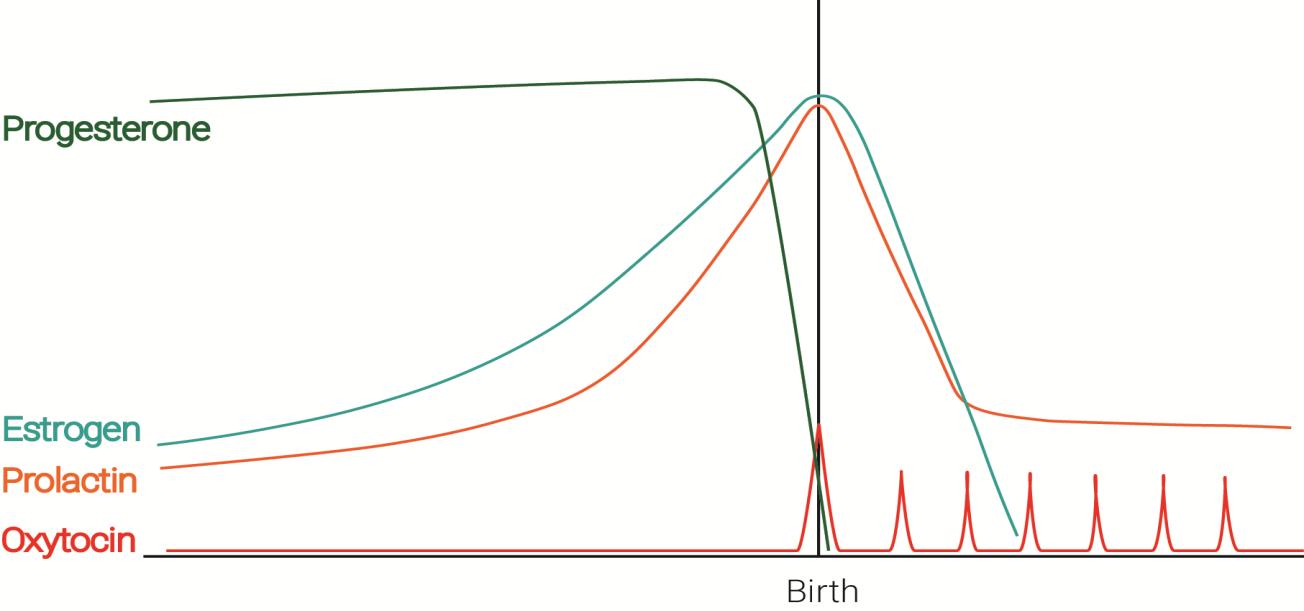 Hormonal Regulation Diagram