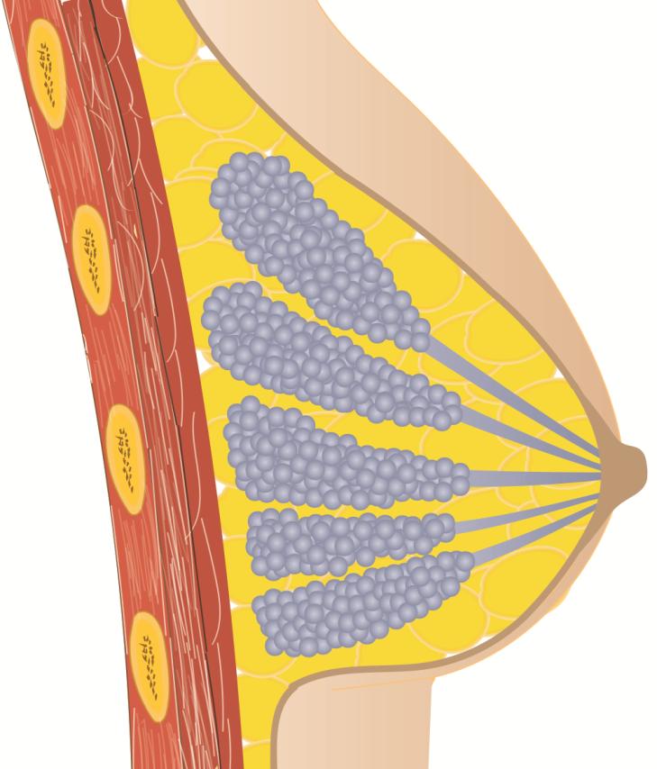 Breast Anatomy Diagram