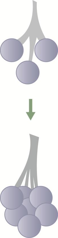 Breast Development During Pregnancy