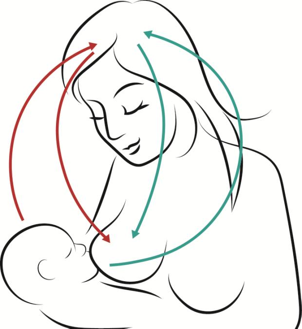 Oxytocin Prolactin Secretion